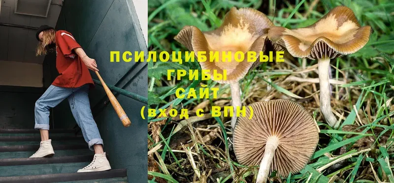 дарнет шоп  Данков  Псилоцибиновые грибы Psilocybe 